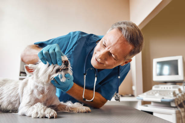 Best Same-Day Emergency Dental Services in Drexel, NC
